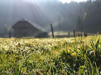 Plants growing on field