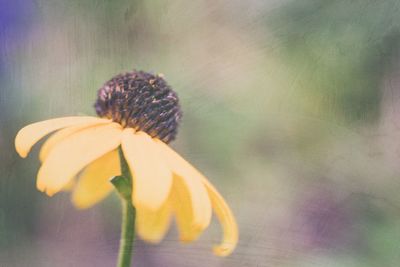 Close-up of flower against blurred background