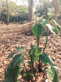 Plants growing on field