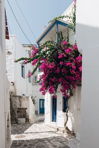 Pink flowering plant against building