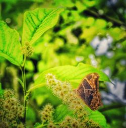 Close-up of insect on leaf