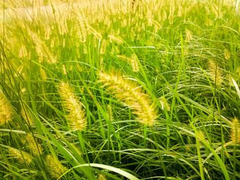 Full frame shot of wheat field