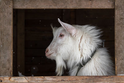 A white goat of the zaanen breed on a dark background in a wooden frame.