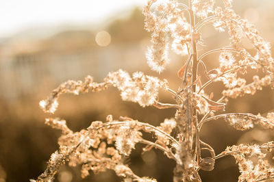 Close-up of plant against white background