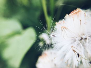 Close-up of caterpillar on plant