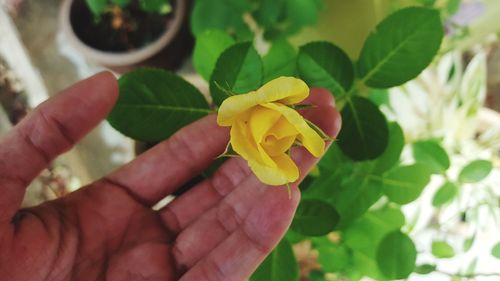 Close-up of hand holding flowering plant