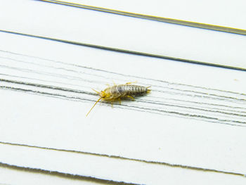 Close-up of bee on white background