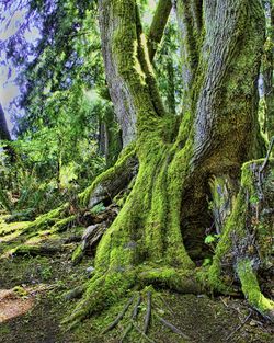 Trees growing in forest