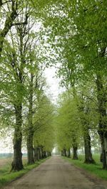 Road amidst trees in forest