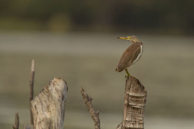 Close-up of bird perching on wooden post