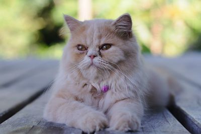 Close-up portrait of a cat