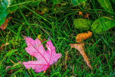 Close-up of dry maple leaf on field