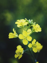 Close-up of yellow flowering plant