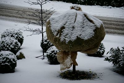 Snow covered trees