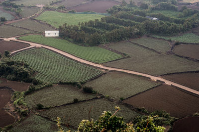 High angle view of agricultural field