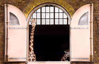 Portrait of giraffe looking through window