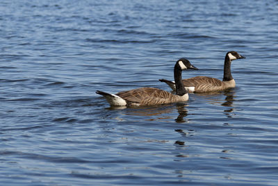 Ducks swimming in lake