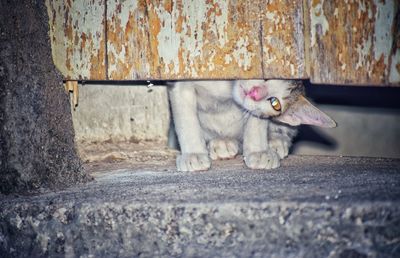 Cat lying on wall