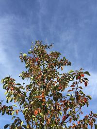 Low angle view of trees against sky