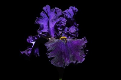 Close-up of purple flowering plant against black background