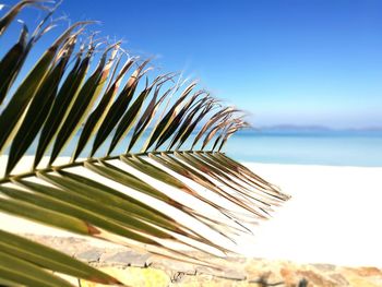 Close-up of palm tree by sea against sky