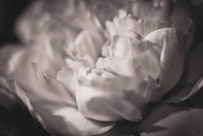 Close-up of rose flower