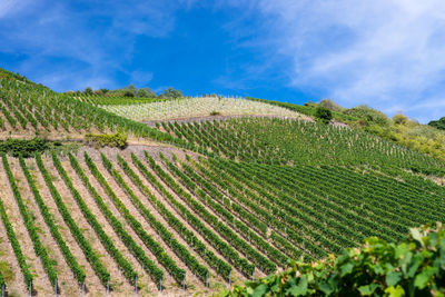 Ripening grapes on a vine plantation on a beautiful hot, sunny, summer day in western germany.