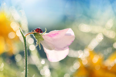 Close-up of insect on flower