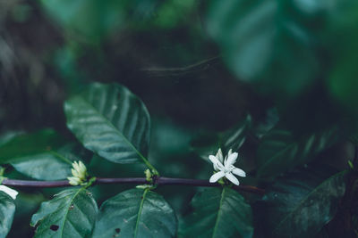 Close-up of white flowers blooming in park