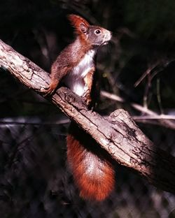 Close-up of squirrel on tree branch