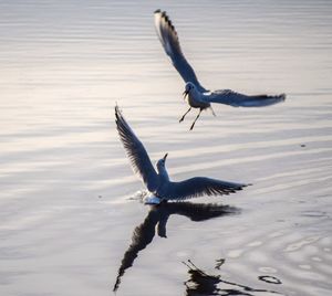 Seagull flying over a lake