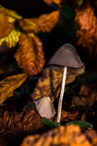 Close-up of mushrooms