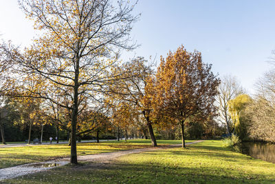 Trees in park during autumn