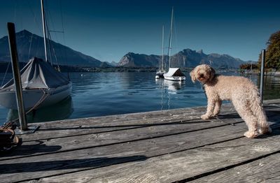 View of dog on pier at sea against sky