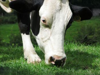 Close up of cows head while grazing green grass