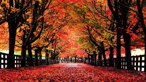 Narrow pathway along trees in park during autumn