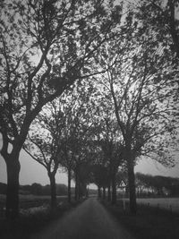 Empty road along trees