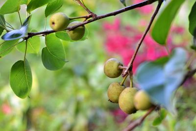 Close-up of fruits growing on tree