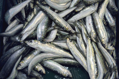 Close-up of fish for sale in market