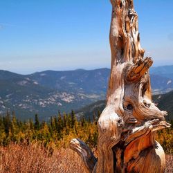 Driftwood on field by mountains against clear blue sky