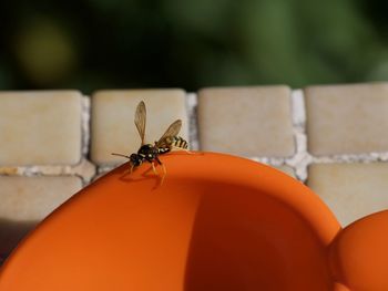Close-up of insect