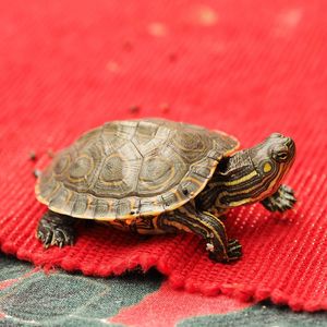 Close-up of a turtle on red surface