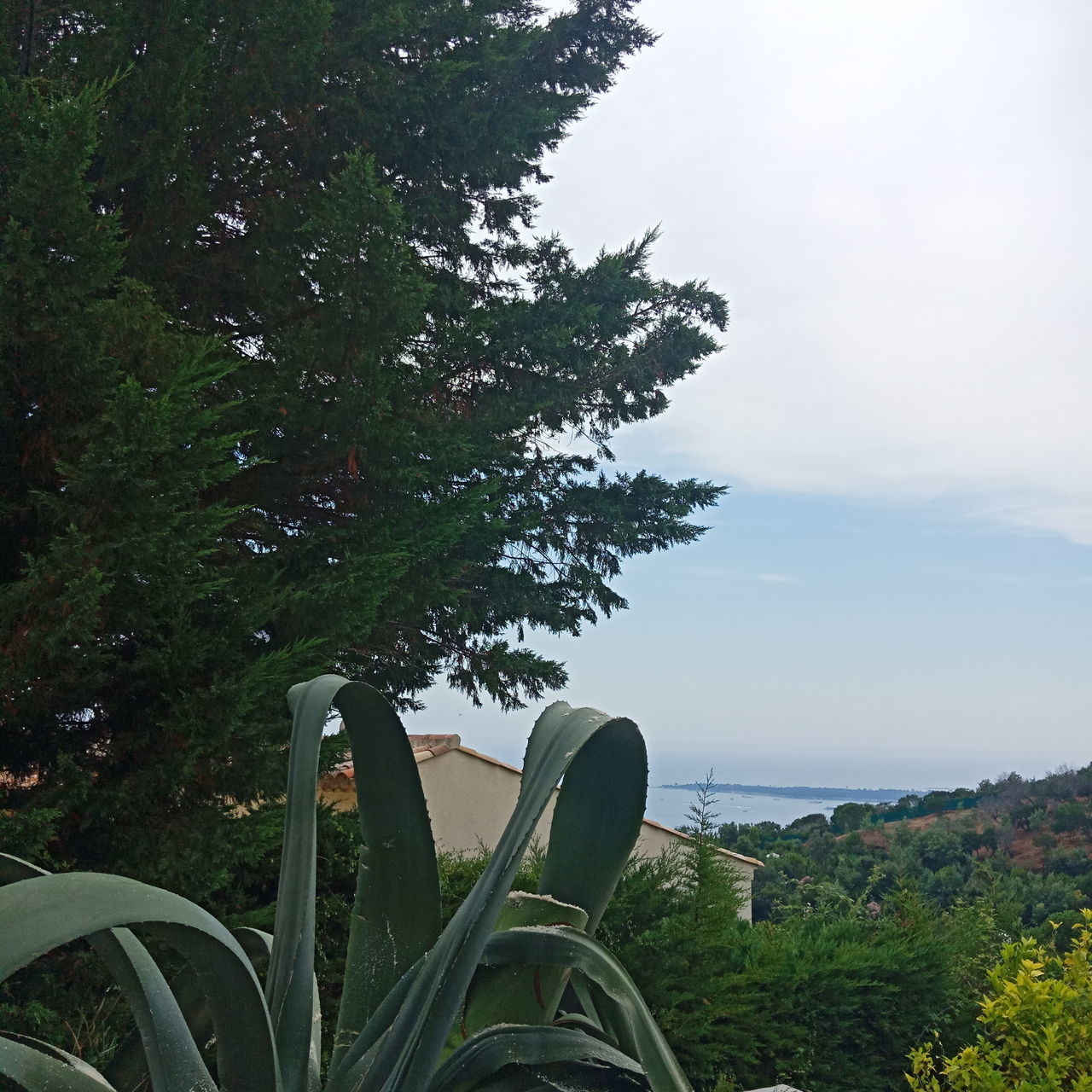 plant, sky, nature, growth, tree, beauty in nature, water, sea, green color, scenics - nature, day, tranquility, leaf, no people, plant part, tranquil scene, land, close-up, outdoors