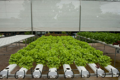 High angle view of potted plants in greenhouse