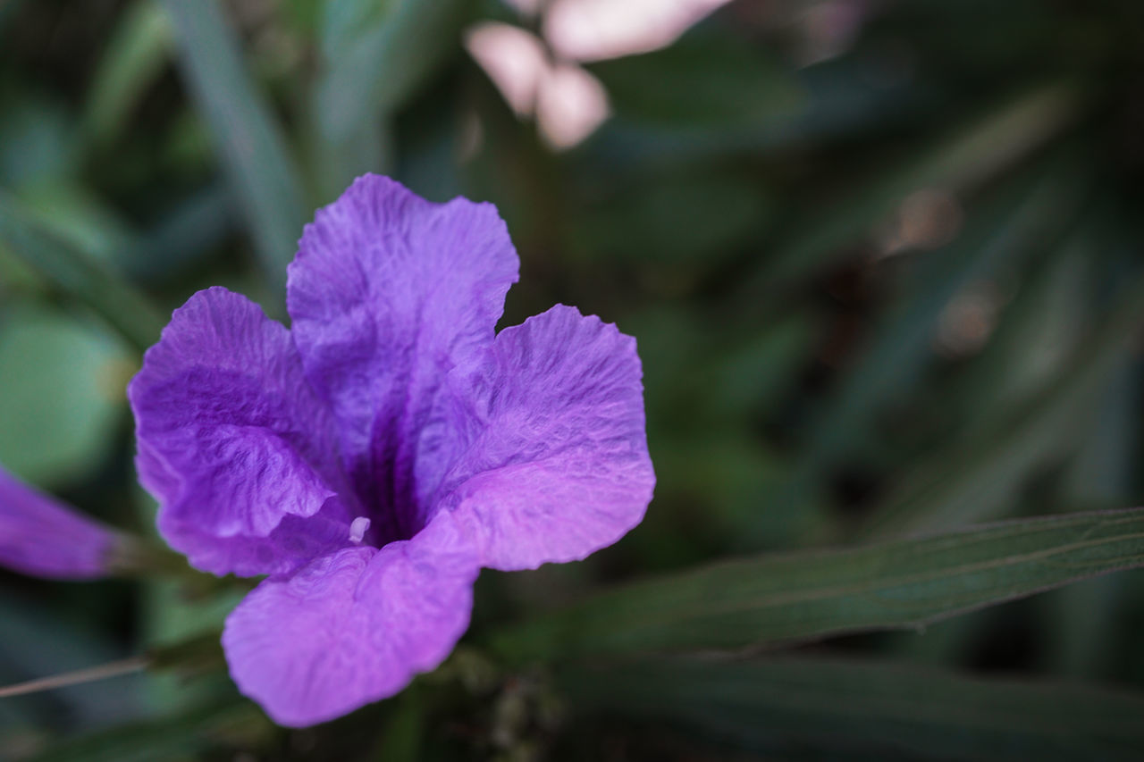 CLOSE-UP OF PURPLE ROSE FLOWER