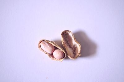 High angle view of shell over white background