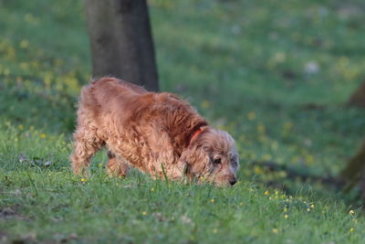 Dog running on field