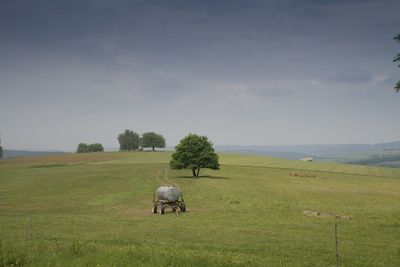 Horse grazing in field