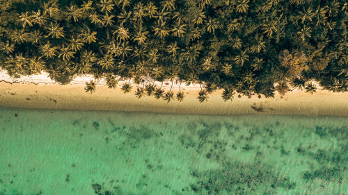 Aerial view of trees at beach