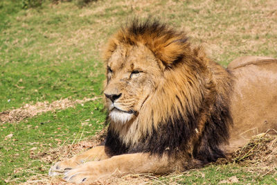 A lion sunbathing at dubai safari park